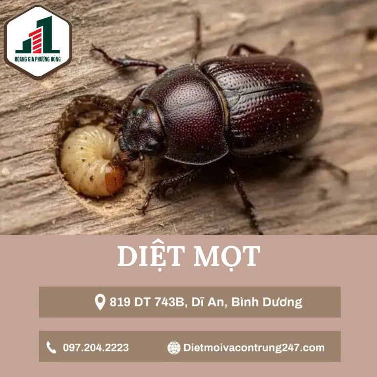 Dịch vụ diệt mọt gỗ